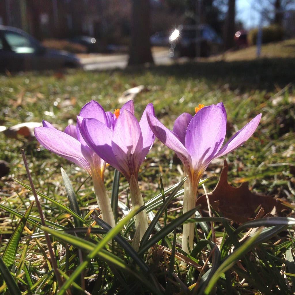 Production of Iranian saffron more than the world needs , Iranian saffron production needs of the world, saffron harvest, saffron cultivation, economic prosperity in saffron, medicinal plants, Iranian saffron needs of the world, saffron needs of the world