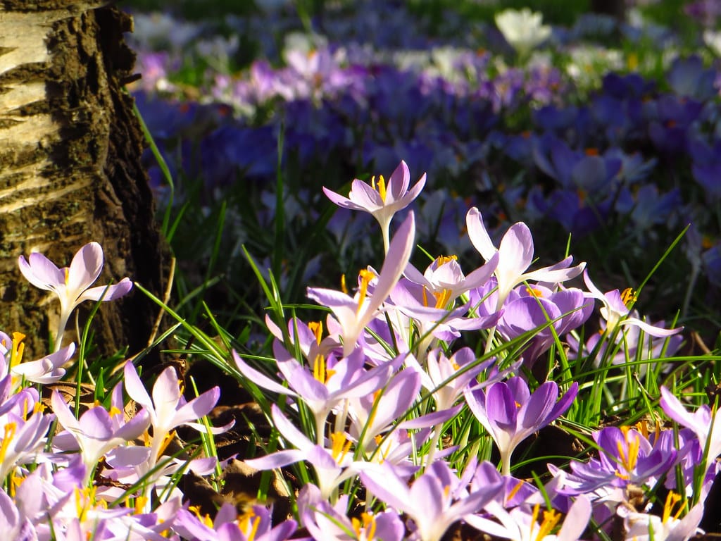 This year Iranian saffron exports will not increase , Iranian saffron exports will not increase, Saffron harvest, Saffron cultivation, Economic prosperity in saffron, Medicinal plants, Iranian saffron, Saffron exports will not increase