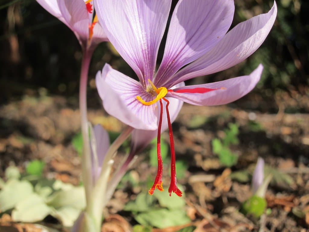Sale of Iranian red saffron by Spanish matadors , Sale of Iranian saffron by Spanish matadors, Saffron harvest, Saffron cultivation, Economic prosperity in saffron, Medicinal plants, Iranian saffron, Iranian red saffron by Spanish matadors