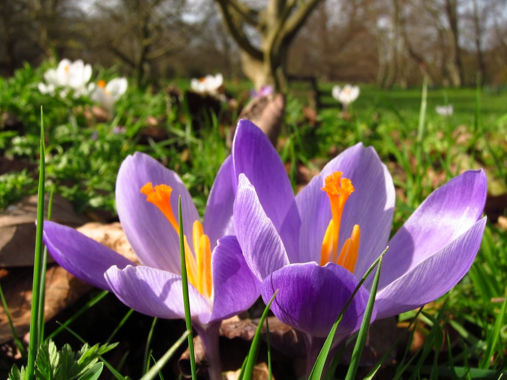 Export of 13 tons of bulk saffron to Spain , Export of bulk saffron to Spain, Saffron harvest, Saffron cultivation, Economic prosperity in saffron, Medicinal plants, Iranian saffron, Export of Iranian bulk saffron to Spain, Bulk saffron to Spain