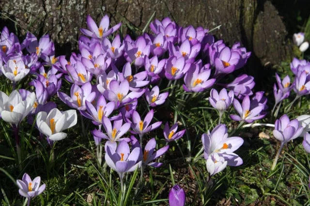 Medicine and Health - Saffron is hilarious , Medicine - Saffron is hilarious, Health - Saffron is hilarious, Medicine and Health, Saffron is hilarious, Properties of saffron, Buy Iranian saffron, Sell Iranian saffron