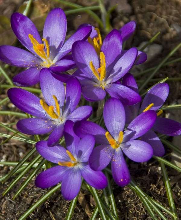 China and India are Iran's new competitors in the saffron market , Iran's new competitor in the saffron market, saffron harvest, saffron cultivation, economic prosperity in saffron, medicinal plants, Iranian saffron, Iranian saffron exports, China and India Iran's competitor in the saffron market