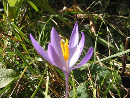 The United States hosts 41 kg (red gold) of Iranian saffron , United States Iranian Red Gold Host, Saffron Harvest, Saffron Cultivation, Saffron Economic Prosperity, Medicinal Plants, United States Iranian Saffron Host