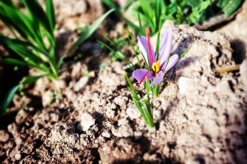 Production of 94% of the world's saffron in Iran , World saffron production in Iran, Saffron harvest, Saffron cultivation, Economic prosperity in saffron, Medicinal plants, World saffron production