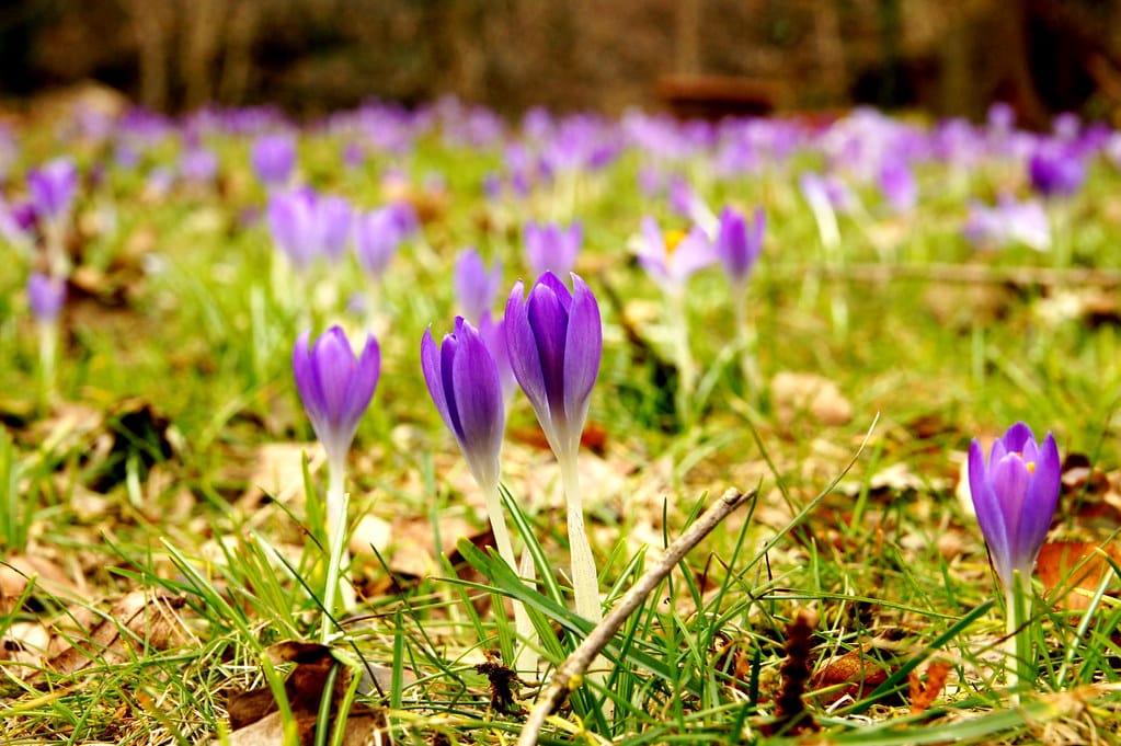 Competition in the international saffron market becomes uncontrollable ,Competition in the international saffron market, Saffron harvest, Saffron cultivation, Economic prosperity in saffron, Medicinal plants, International saffron market, International market
