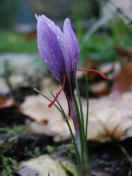 Cultivation of saffron is prone to serious damage , Cultivation of saffron at risk of serious damage, Saffron harvest, Cultivation of saffron, Economic prosperity in saffron, Medicinal plants, Saffron at risk of serious damage, Cultivation of saffron at risk of damage