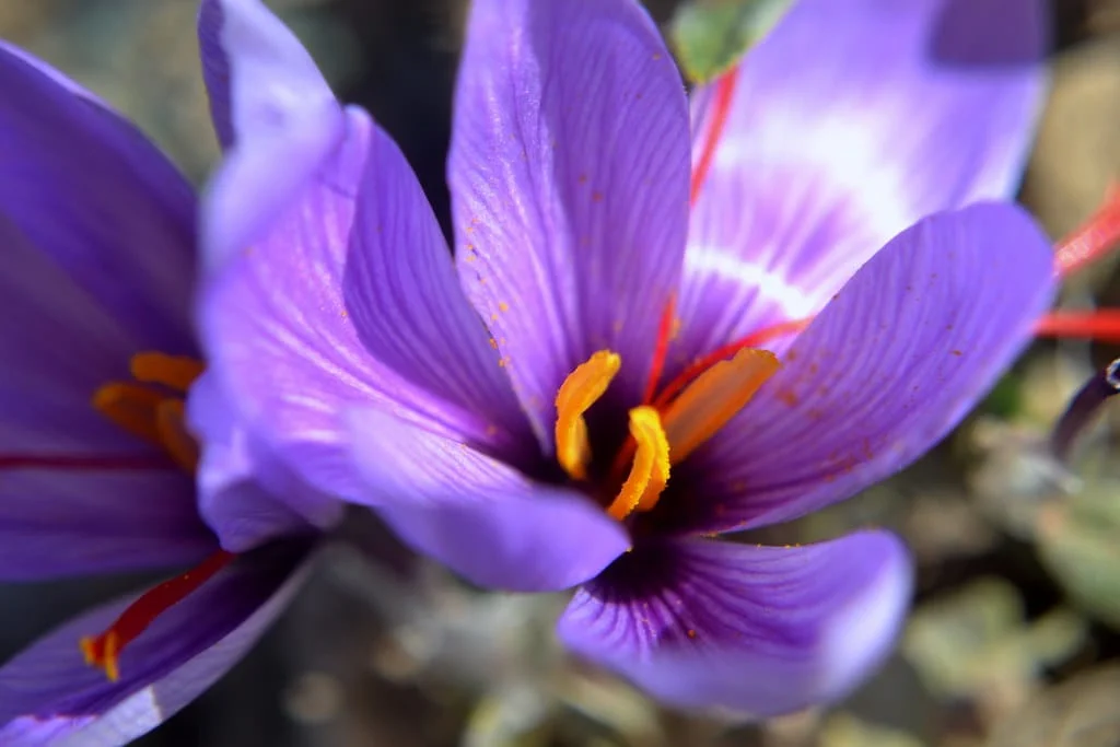 Threat of silent migration waiting for saffron , Threat of migration waiting for saffron, Saffron harvest, Saffron cultivation, Economic prosperity in saffron, Medicinal plants, Saffron, Migration waiting for saffron