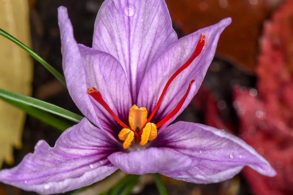 40% reduction in saffron harvest in Torbat Heydariyeh , Reduction of saffron harvest in Torbat Heydariyeh, Saffron harvest, Saffron cultivation, Economic prosperity in saffron, Medicinal plants, Saffron, Saffron harvest in Torbat Heydariyeh, Iranian saffron