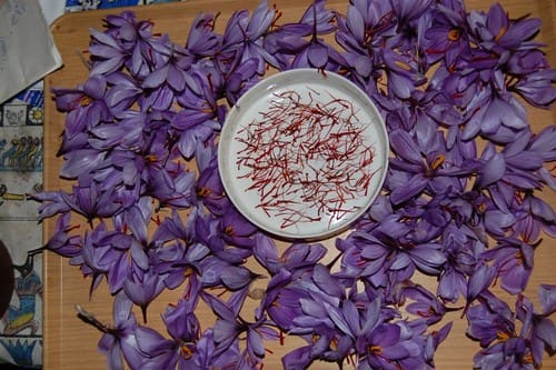 We plan to develop saffron cultivation in Kermanshah , Development of saffron cultivation in Kermanshah, Saffron harvest, Saffron cultivation, Economic prosperity in saffron, Medicinal plants, Saffron, Development of saffron cultivation, Iranian saffron