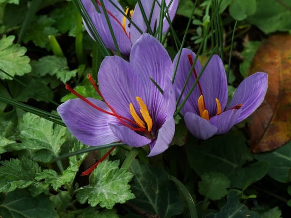 Increase bulk saffron exports to competitors , Increasing bulk saffron exports, Saffron harvest, Saffron cultivation, Economic prosperity in saffron, Medicinal plants, Saffron, Saffron bulk exports to competitors, Iranian saffron