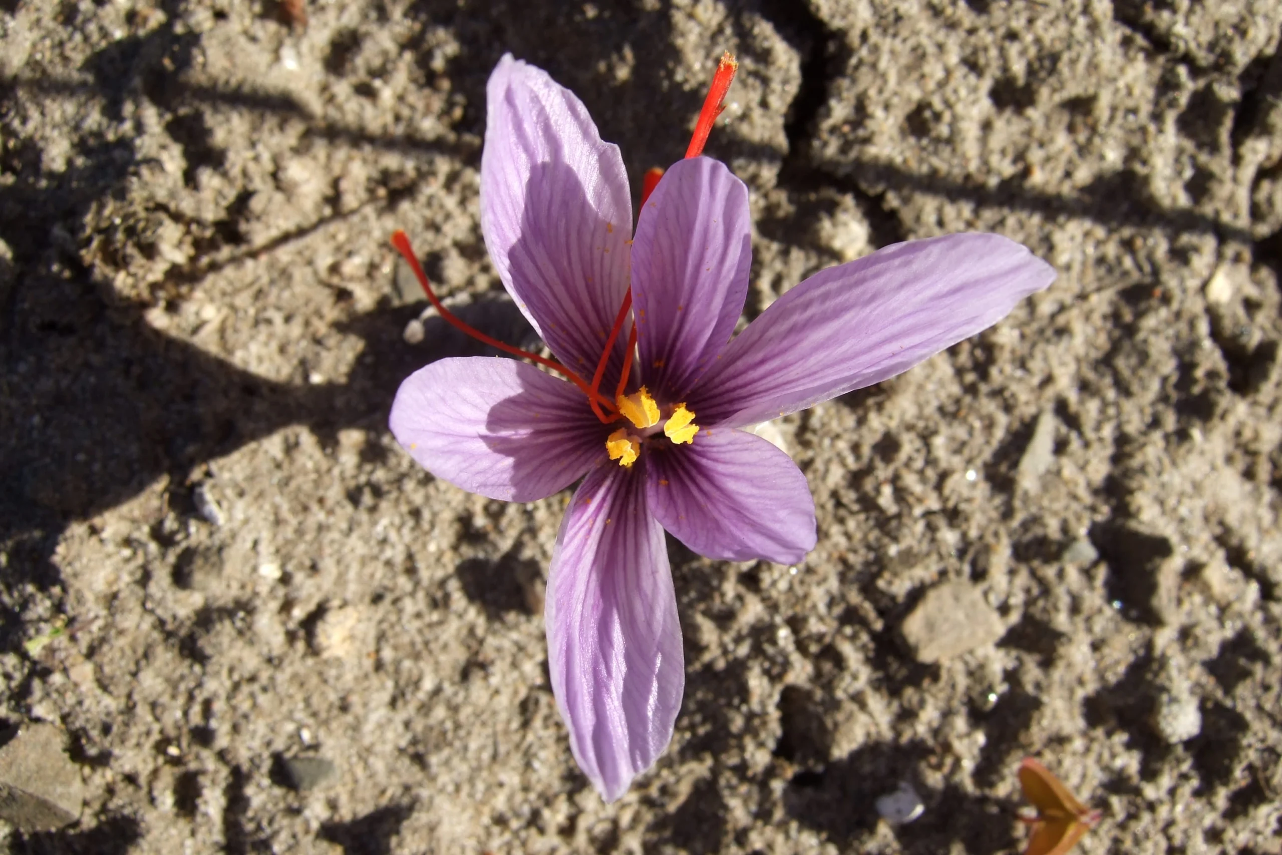 Spain 2.5 times profit from Iranian saffron , Spain's profit from Iranian saffron, saffron harvest, saffron cultivation, economic prosperity in saffron, medicinal plants, saffron, Iranian saffron