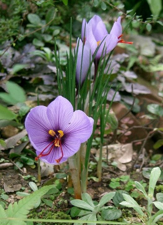 Production of 1100 kg of saffron in Golestan , Saffron production in Golestan, Saffron harvest, Saffron cultivation, Economic prosperity in saffron, Medicinal plants, Iranian saffron, Golestan saffron