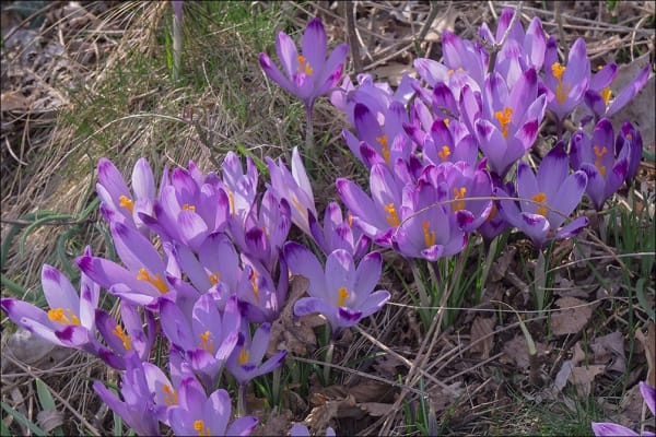 Do not miss the global saffron market of South Khorasan , South Khorasan Saffron Market, Saffron Harvest, Saffron Cultivation, Economic Prosperity in Saffron, Medicinal Plants, Saffron, Saffron Production, Iranian Saffron, South Khorasan Saffron