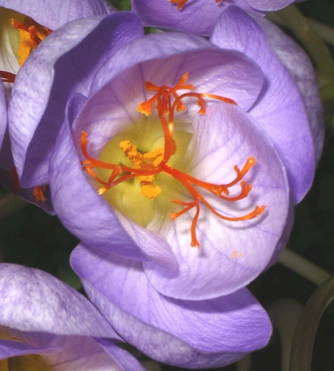 Branding is the most important problem of Lorestan saffron export , Branding the most important problem of saffron export, Saffron harvest, Saffron cultivation, Economic prosperity in saffron, Medicinal plants, Lorestan saffron, Iranian saffron, The most important problem of Lorestan saffron export, The most important problem of saffron export