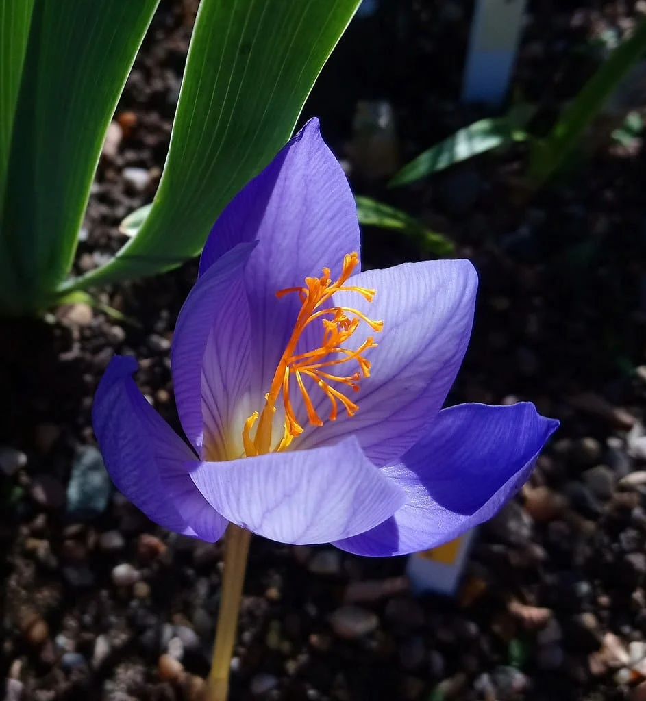 Iranian saffron with $ 350 million , Saffron with 350 million dollars, Saffron harvest, Saffron cultivation, Economic prosperity in saffron, Medicinal plants, Saffron 350 million dollars, Iranian saffron, Iranian saffron 350 million