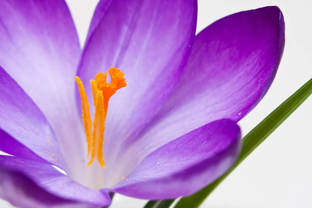 Production of 700 kg of saffron in Hamedan , Saffron production in Hamedan, Saffron harvest, Saffron cultivation, Economic prosperity in saffron, Medicinal plants, Saffron production, Iranian saffron, Hamedan saffron