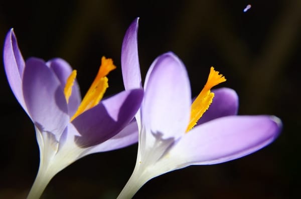 Reduction of saffron growers in Aligudarz city , Saffron growers in Aligudarz city, Saffron harvest, Saffron cultivation, Economic prosperity in saffron, Medicinal plants, Saffron production, Iranian saffron, Aligudarz saffron