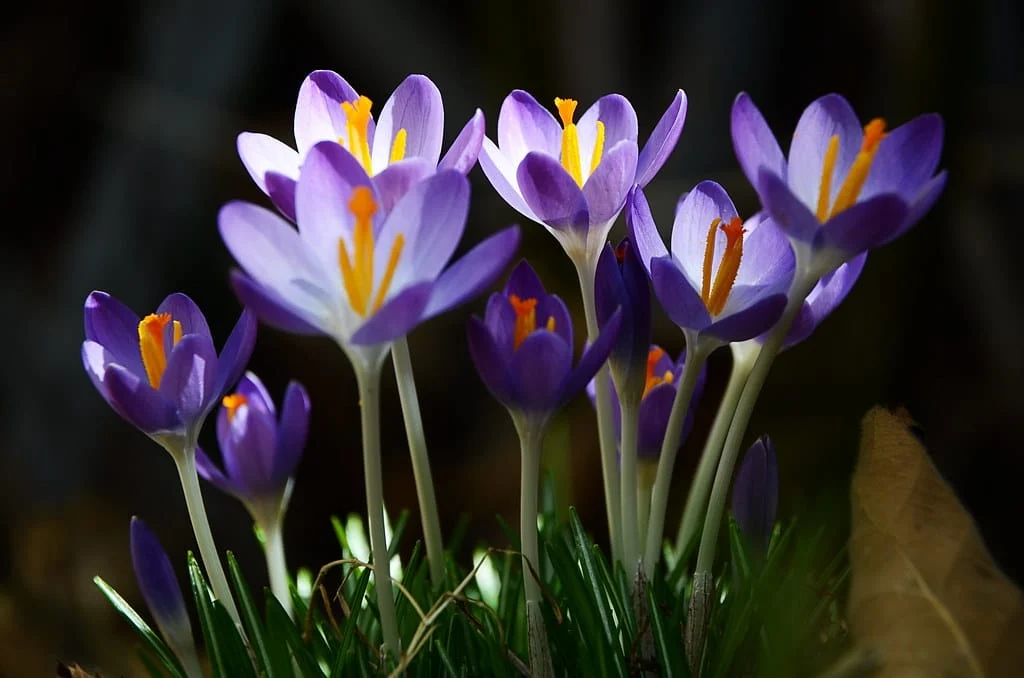 Prediction of harvesting 1,600 kg of saffron in Natanz , Prediction of saffron harvest in Natanz, Saffron harvest, Saffron cultivation, Economic prosperity in saffron, Medicinal plants, Saffron production, Iranian saffron, Saffron harvest in Natanz, Natanz saffron