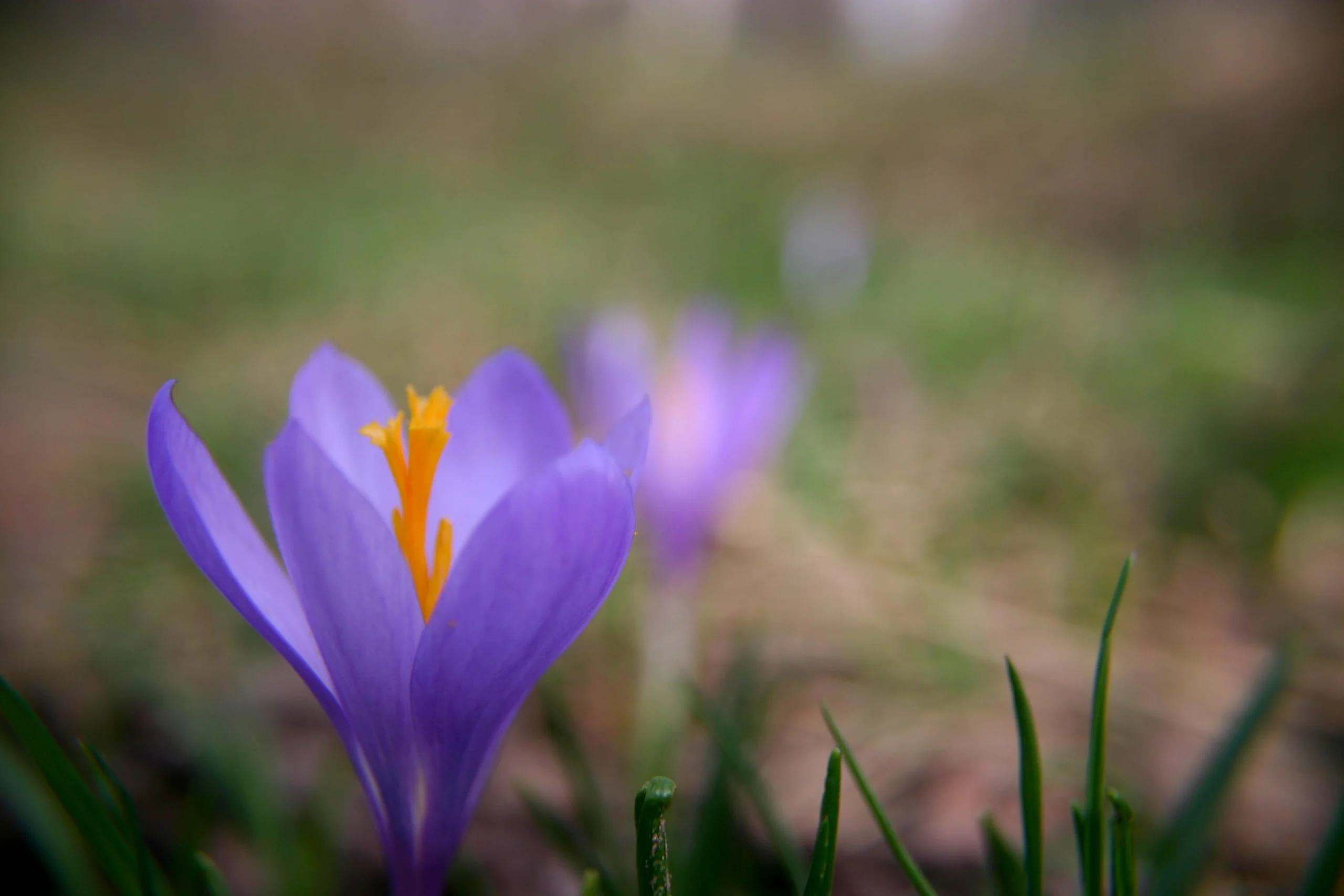 Cultivation of more than 3800 hectares of saffron in Lorestan , Cultivation of more than a few thousand hectares of saffron in Lorestan, Saffron harvest, Saffron cultivation, Economic prosperity in saffron, Medicinal plants, Saffron production, Iranian saffron, Cultivation of several thousand hectares of saffron