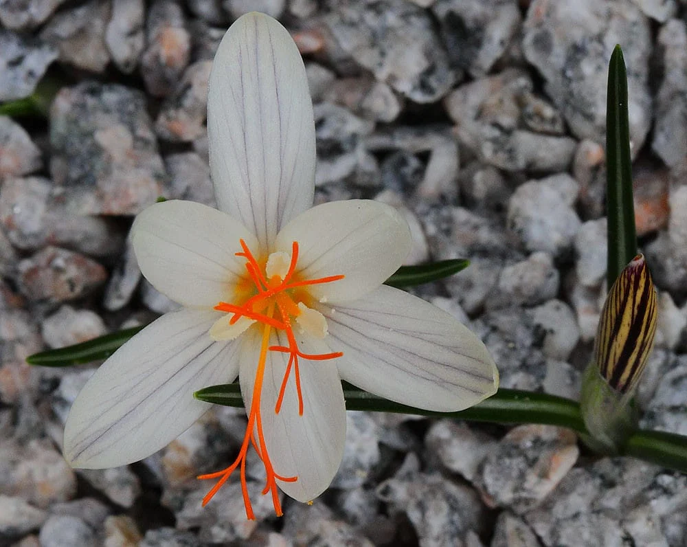 Revenue of saffron farmers in Azadshahr is 14 billion Tomans , Income of saffron growers in Azadshahr, Saffron harvest, Saffron cultivation, Economic prosperity in saffron, Medicinal plants, Saffron production, Iranian saffron, Saffron growers in Azadshahr,Azadshahr saffron