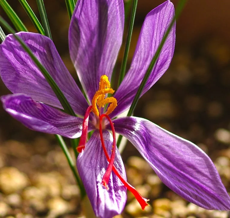 Standardizing onions and saffron flowers are two important problems , Saffron flower standardization, Saffron harvest, Saffron cultivation, Economic prosperity in saffron, Medicinal plants, Saffron production, Iranian saffron, Saffron onion standardization, Saffron onion and flower standardization, Saffron flower, Saffron onion and flower, Saffron onion