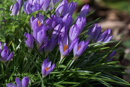 Experimental harvest of saffron in Shahin Dej , Saffron harvest in Shahin Dej, Saffron harvest, Saffron cultivation, Economic prosperity in saffron, Medicinal plants, Saffron production, Iranian saffron, Experimental harvest of saffron, Shahin Dej saffron