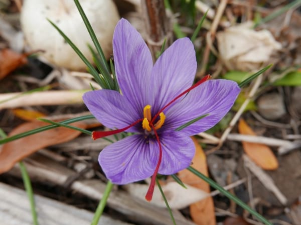, Komijan saffron has the third rank in Markazi province, Saffron harvest, Saffron cultivation, Economic prosperity in saffron, Medicinal plants, Saffron production, Iranian saffron, Komijan saffron, Saffron of Markazi province