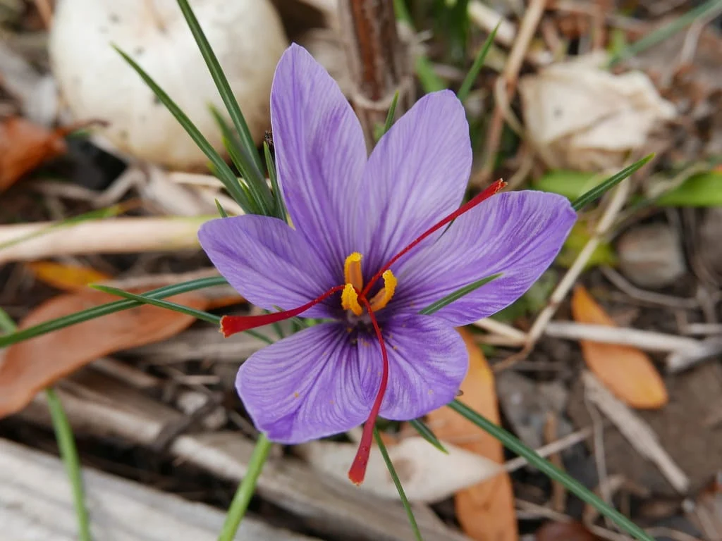 , Komijan saffron has the third rank in Markazi province, Saffron harvest, Saffron cultivation, Economic prosperity in saffron, Medicinal plants, Saffron production, Iranian saffron, Komijan saffron, Saffron of Markazi province