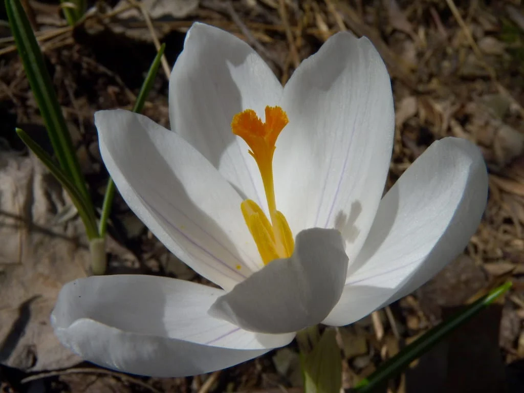 Planting 620 hectares of medicinal plants and saffron in Lorestan , Planting medicinal plants in Lorestan, Saffron harvesting, Saffron cultivation, Economic prosperity in saffron, Medicinal plants, Saffron production, Iranian saffron, Saffron planting in Lorestan, Lorestan saffron