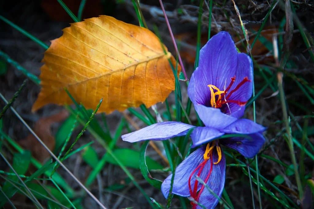 Increasing the area under saffron cultivation in Hamedan to 150 hectares , Increase of saffron cultivation in Hamedan to 150 hectares, Saffron cultivation, Economic prosperity in saffron, Medicinal plants, Saffron production, Iranian saffron, Saffron cultivation in Hamedan to 150 hectares, Saffron of Hamedan