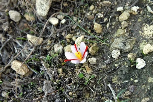 The city of Ijroud is prone to saffron cultivation , Ijroud city for saffron cultivation, saffron cultivation, economic prosperity in saffron, medicinal plants, saffron production, Iranian saffron, saffron cultivation in Ijroud, Ijroud saffron