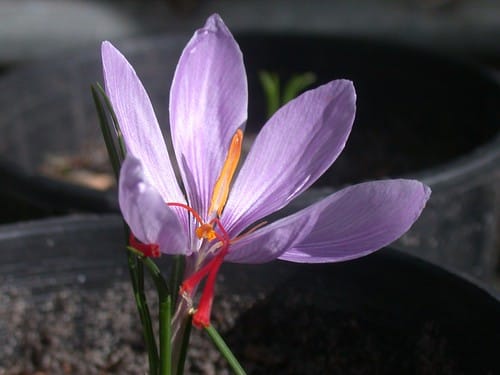 Saffron harvest began in Tafresh city of Markazi province , Saffron harvest in Tafresh city, Saffron cultivation, Economic prosperity in saffron, Medicinal plants, Saffron production, Iranian saffron, Saffron in Tafresh city, Saffron harvest in Tafresh city, Markazi province, Tafresh saffron