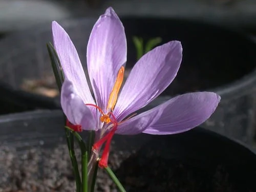 Saffron harvest began in Tafresh city of Markazi province , Saffron harvest in Tafresh city, Saffron cultivation, Economic prosperity in saffron, Medicinal plants, Saffron production, Iranian saffron, Saffron in Tafresh city, Saffron harvest in Tafresh city, Markazi province, Tafresh saffron