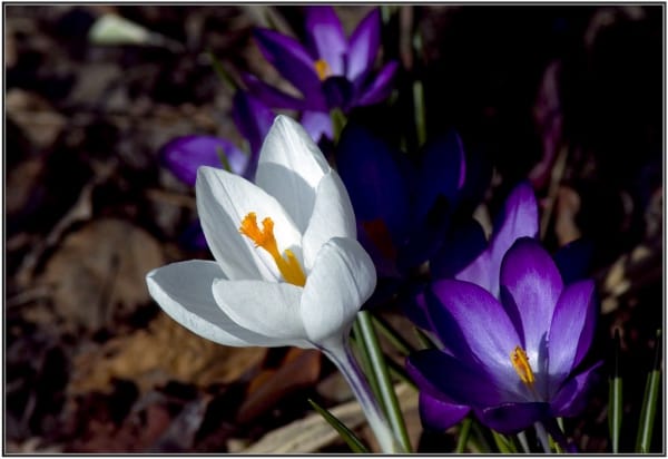 Cultivation of saffron for the first time in Lande - Yasuj , Saffron cultivation for the first time in Lande city, economic prosperity in saffron, medicinal plants, saffron production, Iranian saffron, saffron in Lande city, saffron for the first time in Lande city - Yasuj, Lande saffron