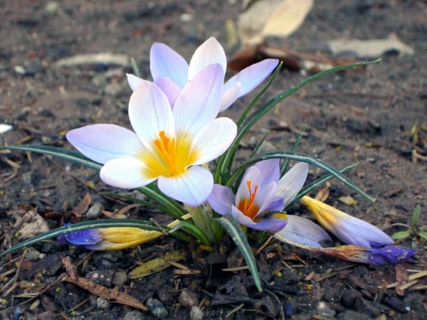 The role of culture medium temperature in saffron flowering rate , The role of temperature in saffron flowering culture, Economic prosperity in saffron, Medicinal plants, Saffron production, Iranian saffron, The role of temperature in saffron flowering, The role of temperature in saffron flowering