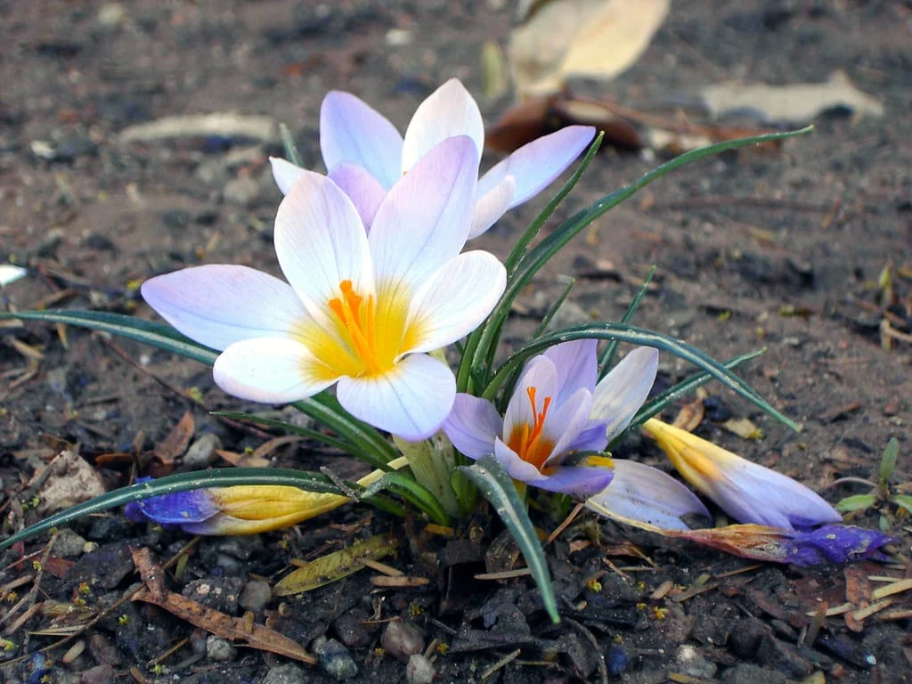 The role of culture medium temperature in saffron flowering rate , The role of temperature in saffron flowering culture, Economic prosperity in saffron, Medicinal plants, Saffron production, Iranian saffron, The role of temperature in saffron flowering, The role of temperature in saffron flowering