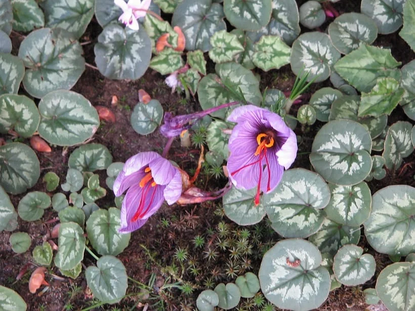 Predictions about saffron exports did not materialize,Predictions about saffron export, economic prosperity in saffron, medicinal plants, saffron production, Iranian saffron, saffron export did not materialize, saffron export