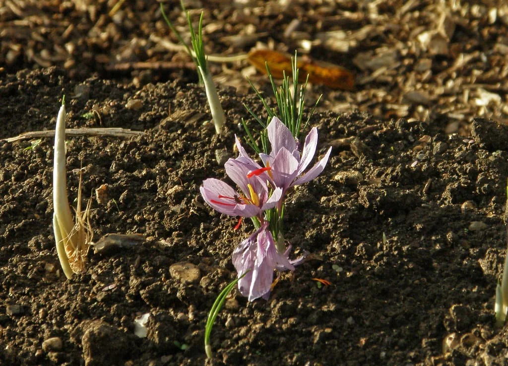 Destruction of Iranian saffron is the fourth national scourge , Destruction of Iranian saffron, Economic prosperity in saffron, Medicinal plants, Saffron production, Iranian saffron, Destruction of Iranian saffron is the fourth plague, Saffron export, Destruction of saffron is the fourth national plague