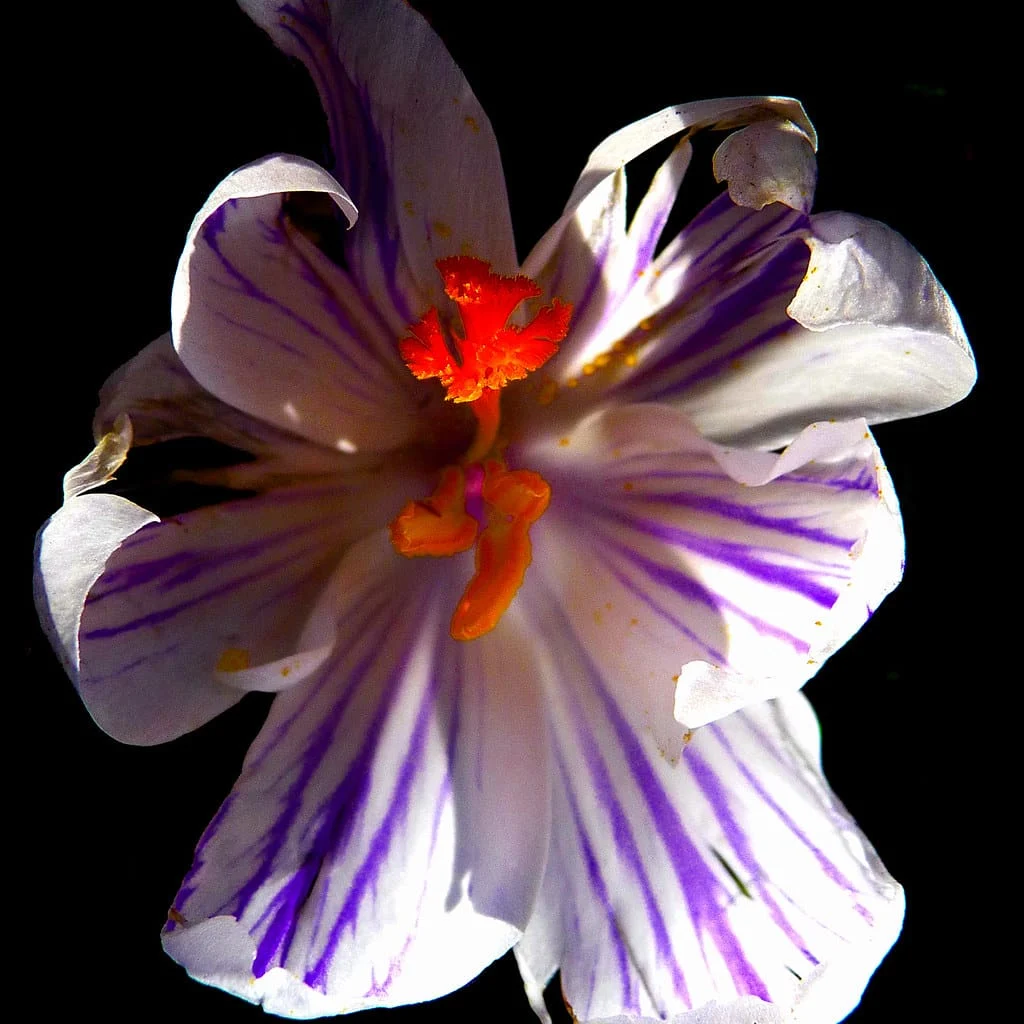 Mismanagement threatens the global saffron market , Mismanagement, Global Saffron Market, Economic Prosperity in Saffron, Medicinal Plants, Saffron Production, Iranian Saffron, Saffron Mismanagement, Saffron Export, Global Saffron Market