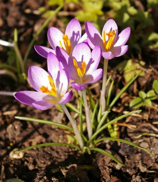 Increasing the price of Iranian saffron to more than $ 1000 , Increasing the price of Iranian saffron, Economic prosperity in saffron, Medicinal plants, Saffron production, Iranian saffron, Increasing the price of saffron, Exporting saffron, Price of Iranian saffron