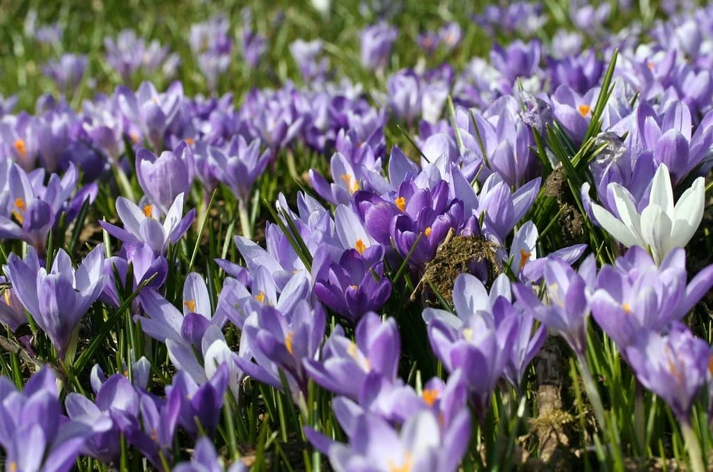 Reduction of saffron harvest in Khorasan Razavi - Iran , Reduction of saffron harvest in Khorasan Razavi, Saffron harvest, Saffron cultivation, Economic prosperity in saffron, Medicinal plants, Iranian saffron, Saffron harvest in Khorasan Razavi, Saffron in Khorasan Razavi - Iran, Saffron Khorasan Razavi