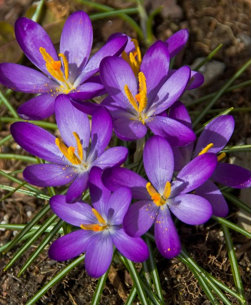 30% reduction in the yield of Khalilabad saffron farms , Reducing saffron harvest from Khalilabad lands, Saffron harvest, Saffron cultivation, Economic prosperity in saffron, Medicinal plants, Iranian saffron, Reducing the yield of Khalilabad saffron farms, Iranian saffron market, Khalilabad saffron