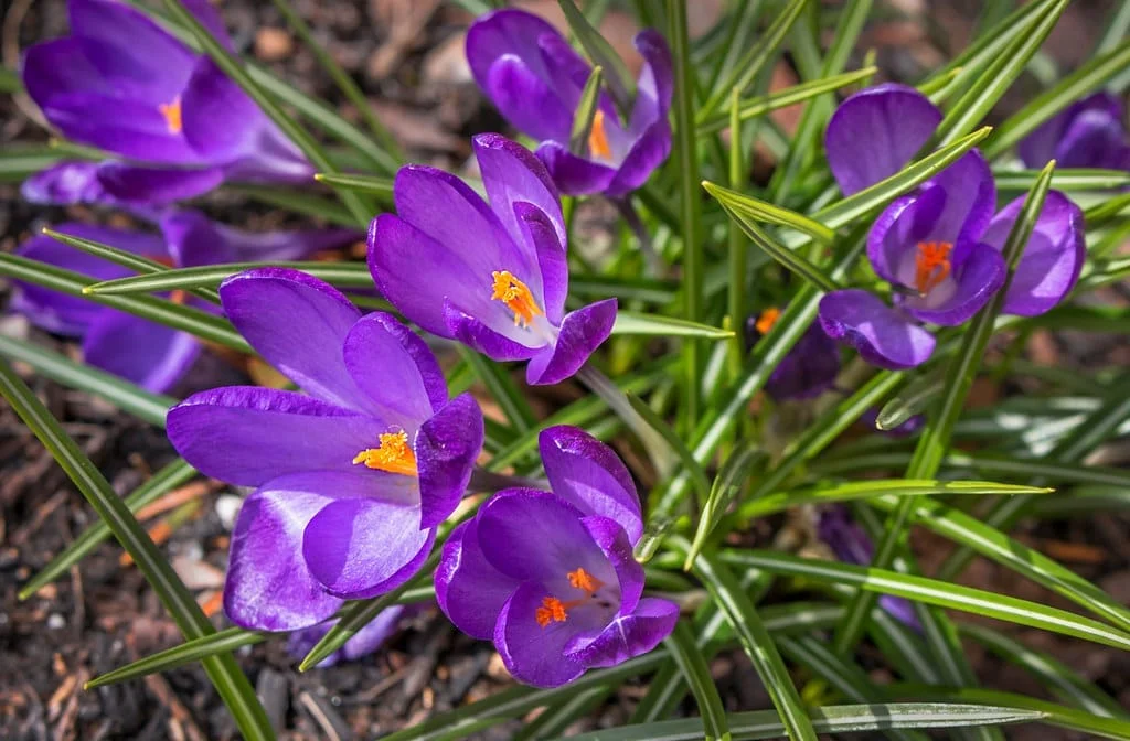Cultivation of saffron in Markazi province in Iran is recommended , Saffron cultivation in Markazi province, Saffron harvest, Saffron cultivation, Economic prosperity in saffron, Medicinal plants, Iranian saffron, Iranian saffron export, Saffron cultivation in Arak