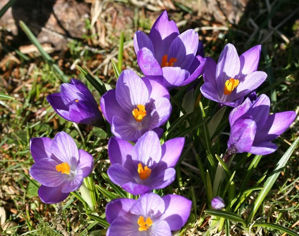 Serious deal with the supply outside the network of saffron onions in Zaveh ,Off-net supply of saffron onions in Zaveh, saffron harvest, saffron cultivation, economic prosperity in saffron, medicinal plants, Iranian saffron, export of Iranian saffron, saffron onion in Zaveh, saffron onion