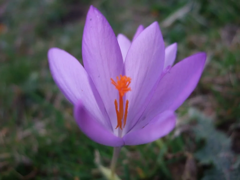 Successful implementation of saffron quality improvement project in Birjand , Successful implementation of saffron quality improvement plan, saffron harvest, saffron cultivation, economic prosperity in saffron, medicinal plants, Iranian saffron, Iranian saffron export, saffron quality improvement plan, saffron quality improvement plan in Birjand, saffron quality in Birjand