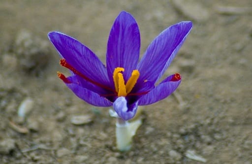 Saffron flower storage time increased , Saffron flower storage time, Saffron harvest, Saffron cultivation, Economic prosperity in saffron, Medicinal plants, Iranian saffron, Iranian saffron export, Saffron flower storage, Saffron flower