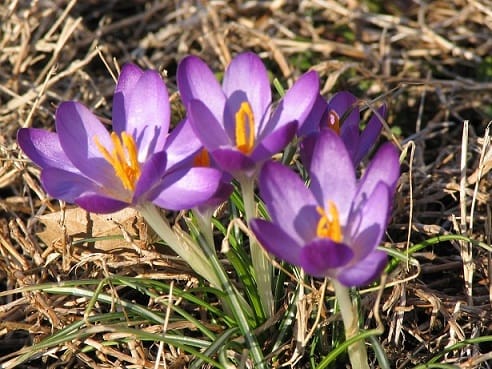 Development of cultivation medicinal plants and saffron Famenin Hamedan, Hamedan Famenin Medicinal Plants Cultivation Development, Saffron Harvesting, Saffron Cultivation, Economic Prosperity in Saffron, Medicinal Plants, Iranian Saffron, Iranian Saffron Export, Hamedan Famenin Saffron Cultivation Development, Famenin Saffron, Famenin Saffron Cultivation