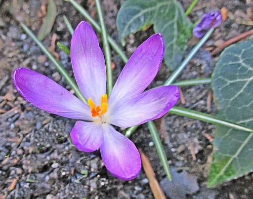Yazd is the third largest producer of Iranian saffron , Yazd, the third largest producer of saffron, saffron harvest, saffron cultivation, economic prosperity in saffron, medicinal plants, Iranian saffron, Iranian saffron export, the third largest producer of Iranian saffron, the third largest producer of saffron, Yazd saffron
