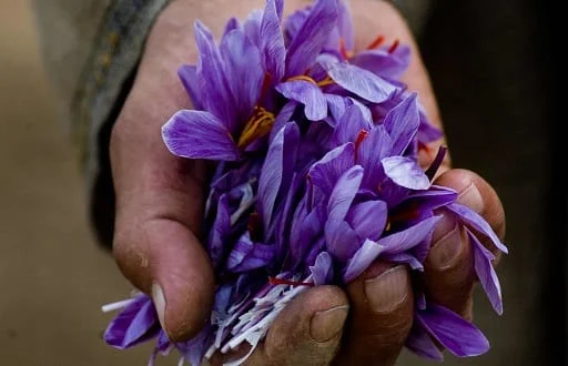 Iran produces 180 tons of saffron in the world , Iran is the world's saffron producer, saffron harvest, saffron cultivation, economic prosperity in saffron, medicinal plants, Iranian saffron, Iranian saffron export, world saffron producer, Iran saffron producer