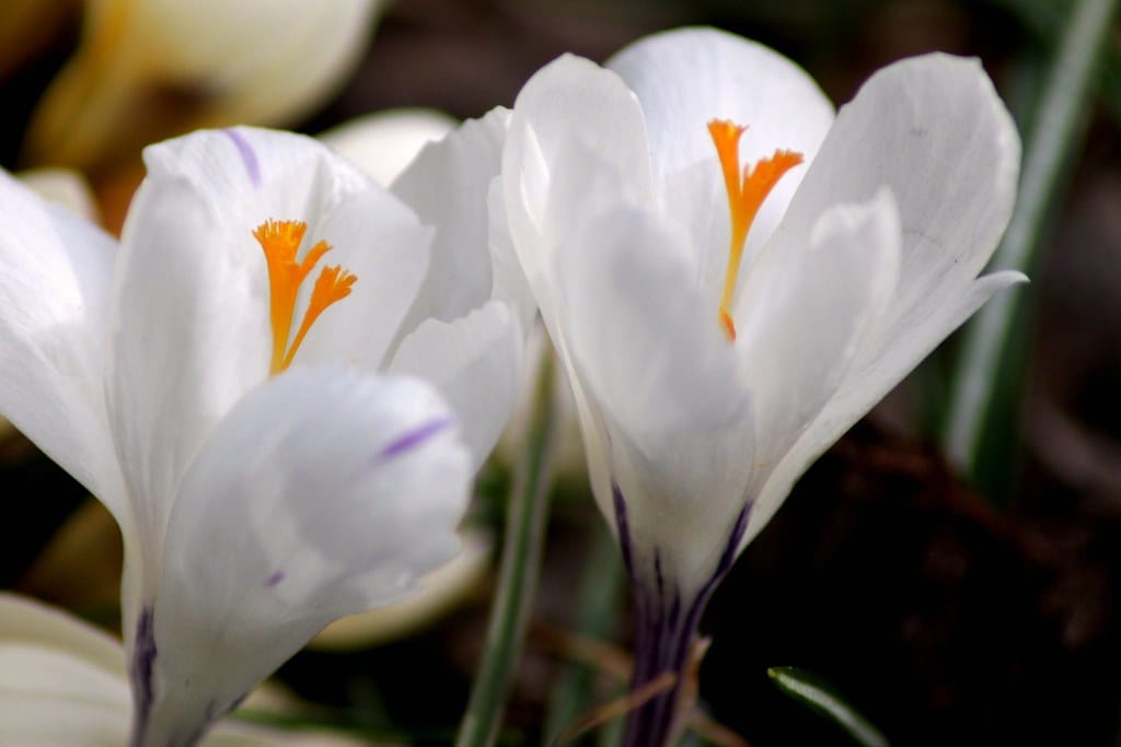 The effectiveness of saffron in the treatment of brain disorders , The effectiveness of saffron in the treatment of disorders, Saffron harvest, Saffron cultivation, Medicine with, Medicinal plants, Iranian saffron, Health in Iranian saffron, Saffron in the treatment of brain disorders, Saffron in the treatment